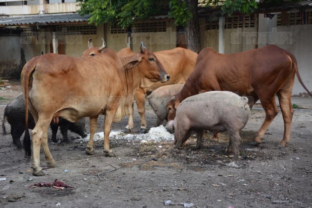 ฮือฮา!! ฝูงวัววัดดังชอบกินข้าวก้นบาตร สามัคคีอยู่ร่วมกับควาย-หมู