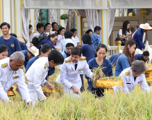 คุณใหม่ สิริกิติยา ร่วมเกี่ยวข้าวแปลงนาข้าวเลข 9 พิธีบวงสรวงรื้อถอนพระเมรุมาศ