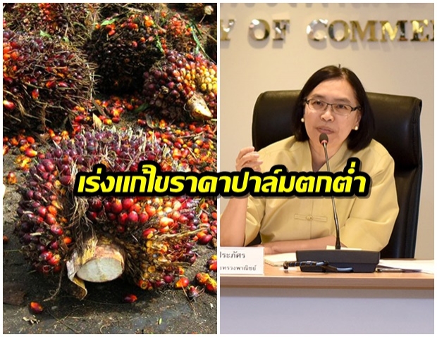 กระทรวงพาณิชย์ เร่งหาแนวทางแก้ไขปัญหา ราคาปาล์มตกต่ำ