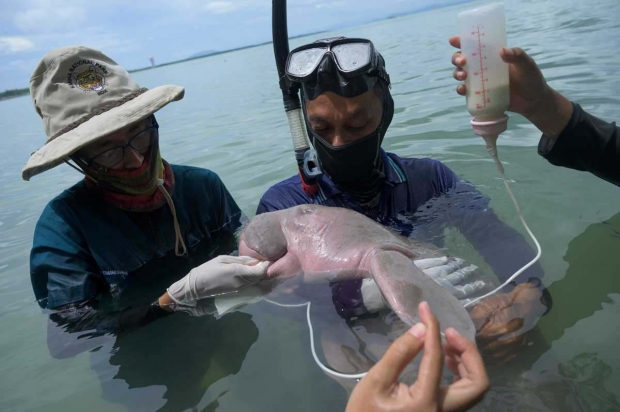 ห่วงพะยูนน้อย มาเรียม ดูดครีบจนเปื่อย เพราะหิวนม