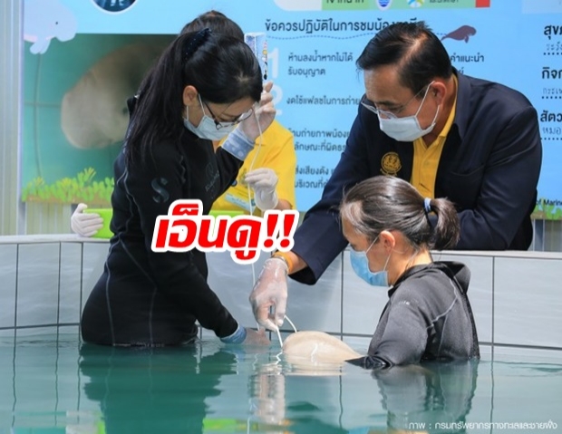 บิ๊กตู่ ป้อนนมลูกพะยูน ยามีล ระหว่างตรวจราชการที่ภูเก็ต