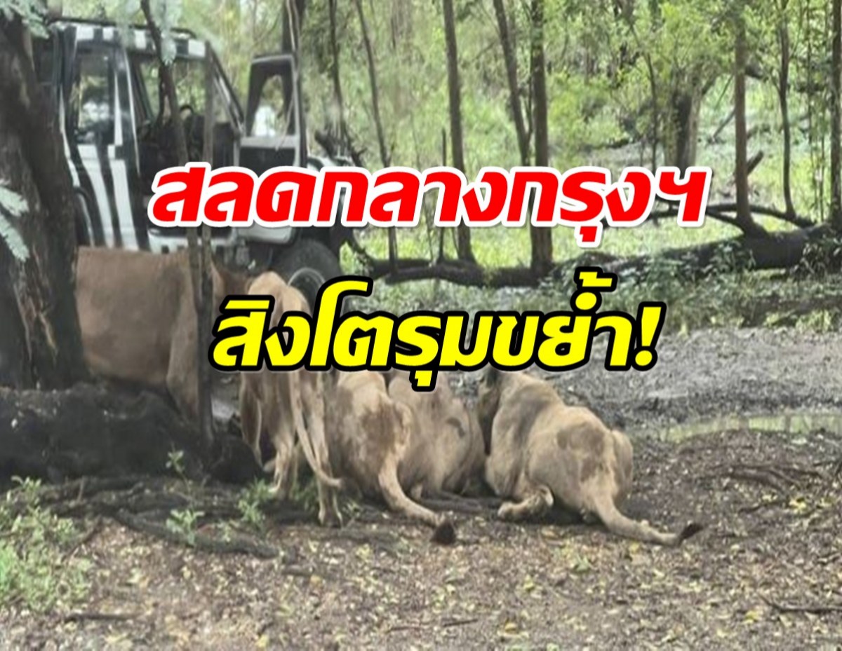สลด! สิงโตสวนสัตว์ดังกทม. รุมขย้ำเจ้าหน้าที่