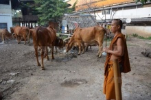 ฮือฮา!! ฝูงวัววัดดังชอบกินข้าวก้นบาตร สามัคคีอยู่ร่วมกับควาย-หมู