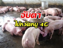 กรมควบคุมโรคจับตา ‘ไข้หวัดหมู G4’ ระบาดที่จีน แพร่จากสัตว์สู่คนได้