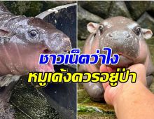 องค์กรพิทักษ์สัตว์ ชี้ หมูเด้ง ควรอยู่ในป่า