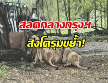 สลด! สิงโตสวนสัตว์ดังกทม. รุมขย้ำเจ้าหน้าที่