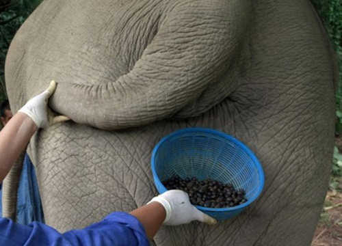 สื่อตปท. เผยกาแฟขี้ช้างไทย แพงสุดโลก กก.ละ34,000บ.