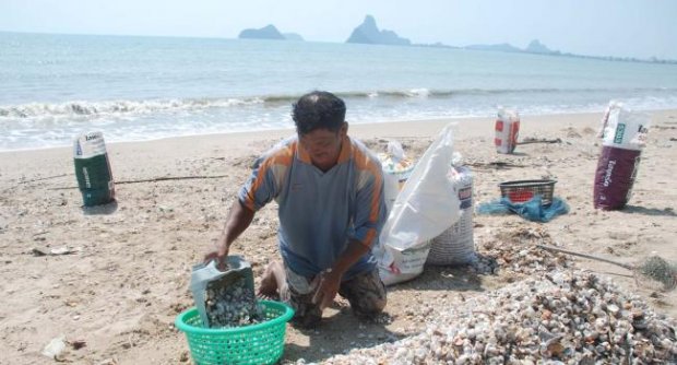 ลมมรสุมแรง!! ชาวบ้านแห่เก็บหอย ที่ชายหาดประจวบ