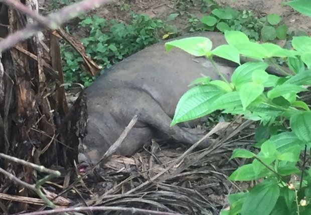 ผวา! พบสุนัขบ้าไล่กัดคน หมู วัว ปศุสัตว์กระบี่ประกาศเป็นเขตโรคระบาด