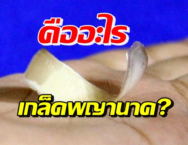 แห่พิสูจน์ วางบนมือเคลื่อนไหวได้ เกจิบอก “เกล็ดพญานาค” 