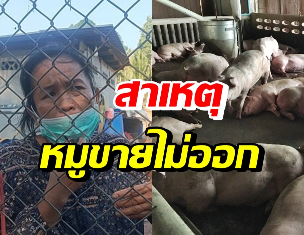 เคลียร์ชัด! แท้จริงแล้วฟาร์มหมูระยอง หมูขายไม่ออกเพราะเหตุนี้?