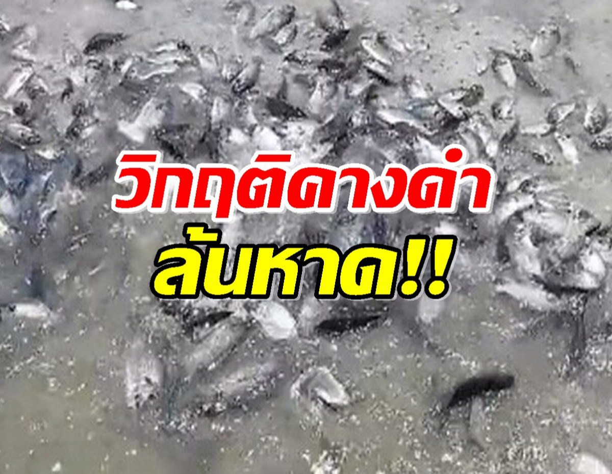 วิกฤตแน่ ปลาหมอคางดำ เกลื่อนหาดหลายพันตัว กำลังออกสู่ทะเล