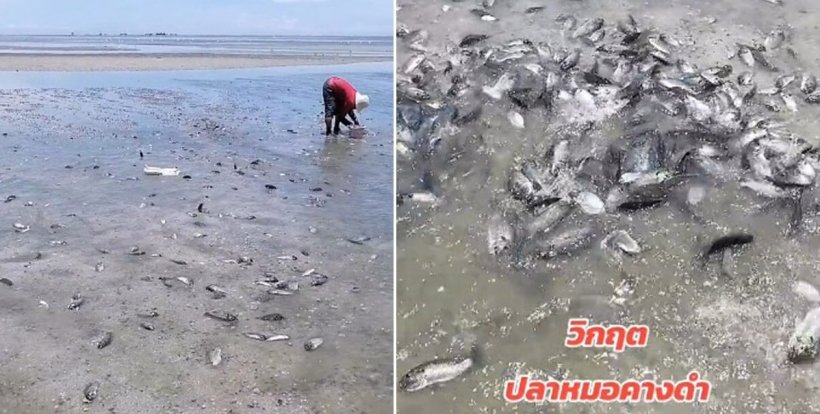 วิกฤตแน่ ปลาหมอคางดำ เกลื่อนหาดหลายพันตัว กำลังออกสู่ทะเล