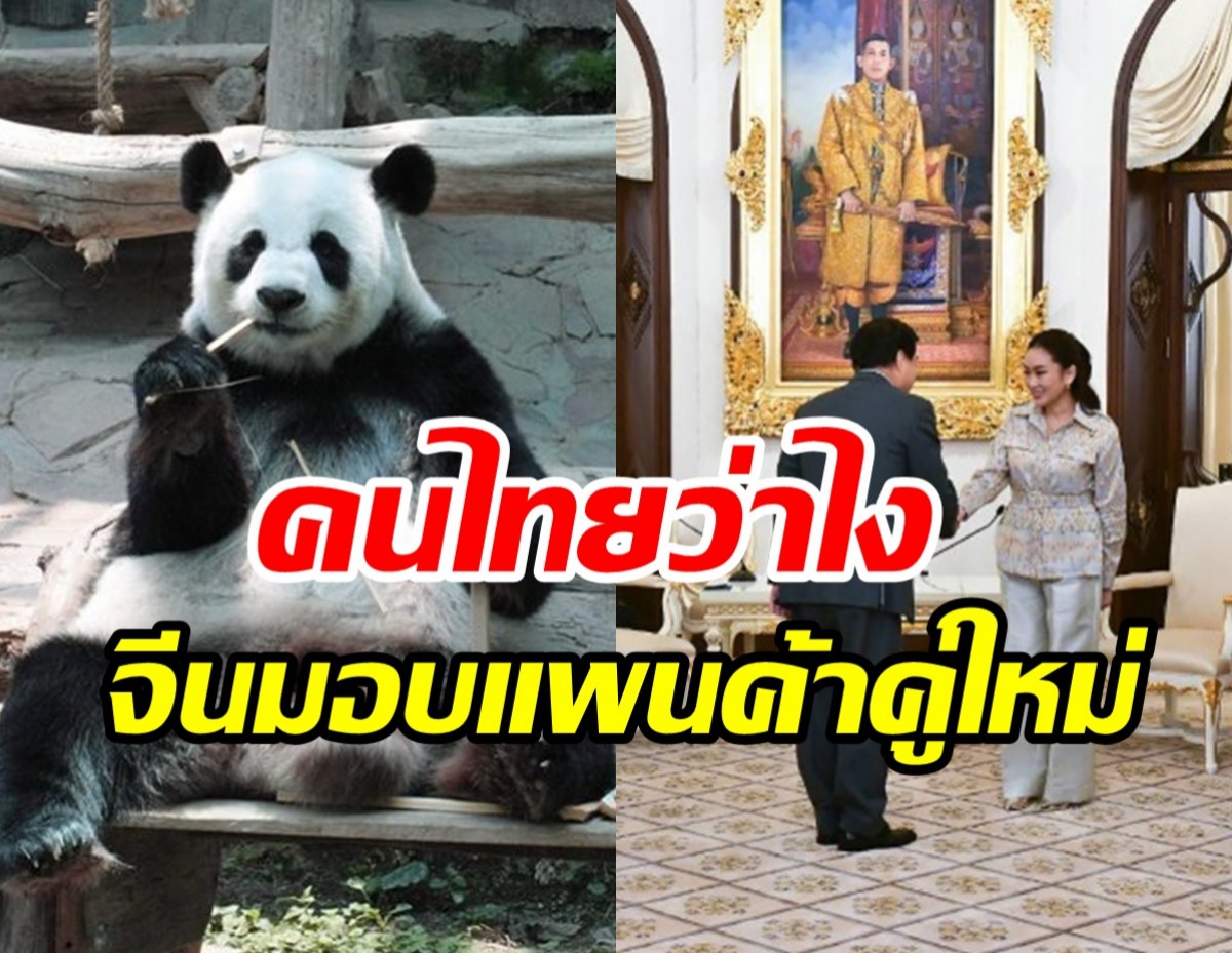 ชาวเน็ตเสียงแตก! จีนจ่อมอบแพนด้ายักษ์คู่ใหม่ให้ไทยฉลองสัมพันธ์50ปี