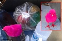 ฝรั่งถ่ายคลิปแฉพ่อค้าคนไทยทรมานสัตว์ จับลูกเจี๊ยบย้อมสี-ใส่ถุงพลาสติดขายที่เกาะลันตา
