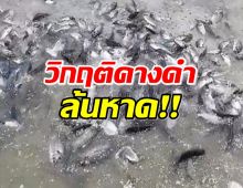 วิกฤตแน่ ปลาหมอคางดำ เกลื่อนหาดหลายพันตัว กำลังออกสู่ทะเล