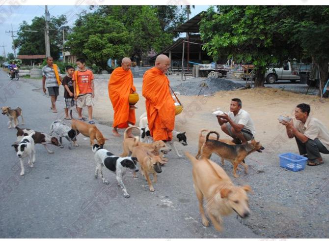 ฝูงตูบร่วม30 ตัวกตัญญูตามพระบิณฑบาตทุกเช้า