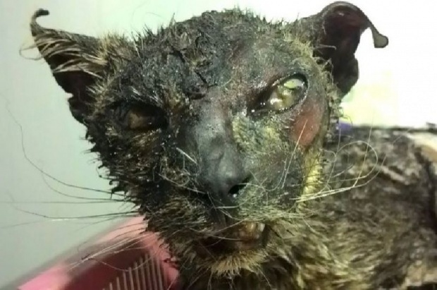 คนรักสัตว์น้ำตาซึม แห่ช่วยแมวเคราะห์ร้าย ถูกจับเผาทั้งเป็นโยนทิ้งขยะ