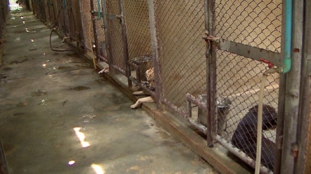 เผยสภาพจริง คอกสุนัขตำรวจK9 สัตว์เสี่ยงชีวิต ที่ใช้มานานกว่า 40 ปี (คลิป)