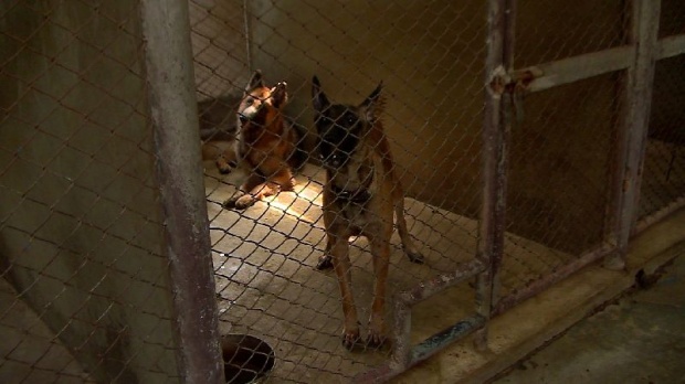 เผยสภาพจริง คอกสุนัขตำรวจK9 สัตว์เสี่ยงชีวิต ที่ใช้มานานกว่า 40 ปี (คลิป)