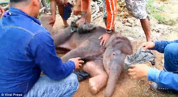 เผยคลิปในไทย นาทีบีบหัวใจ คนงานบุกช่วยลูกช้างเกิดใหม่ ไม่ให้แม่เหยียบ