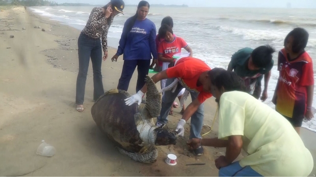 สลด! เต่าตนุยักษ์50ปี กินพลาสติกตายเกยหาด