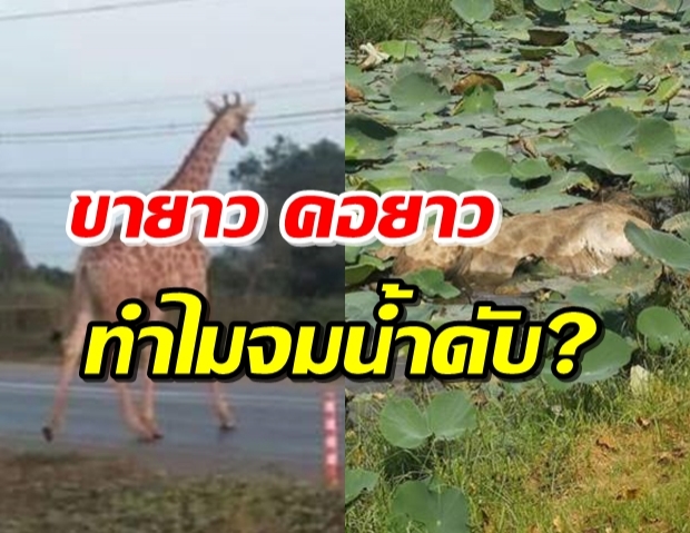 เปิดสาเหตุ ยีราฟตายคูน้ำ เกิดดราม่าติดอันดับ 1 ขายาวทำไมจมน้ำ?