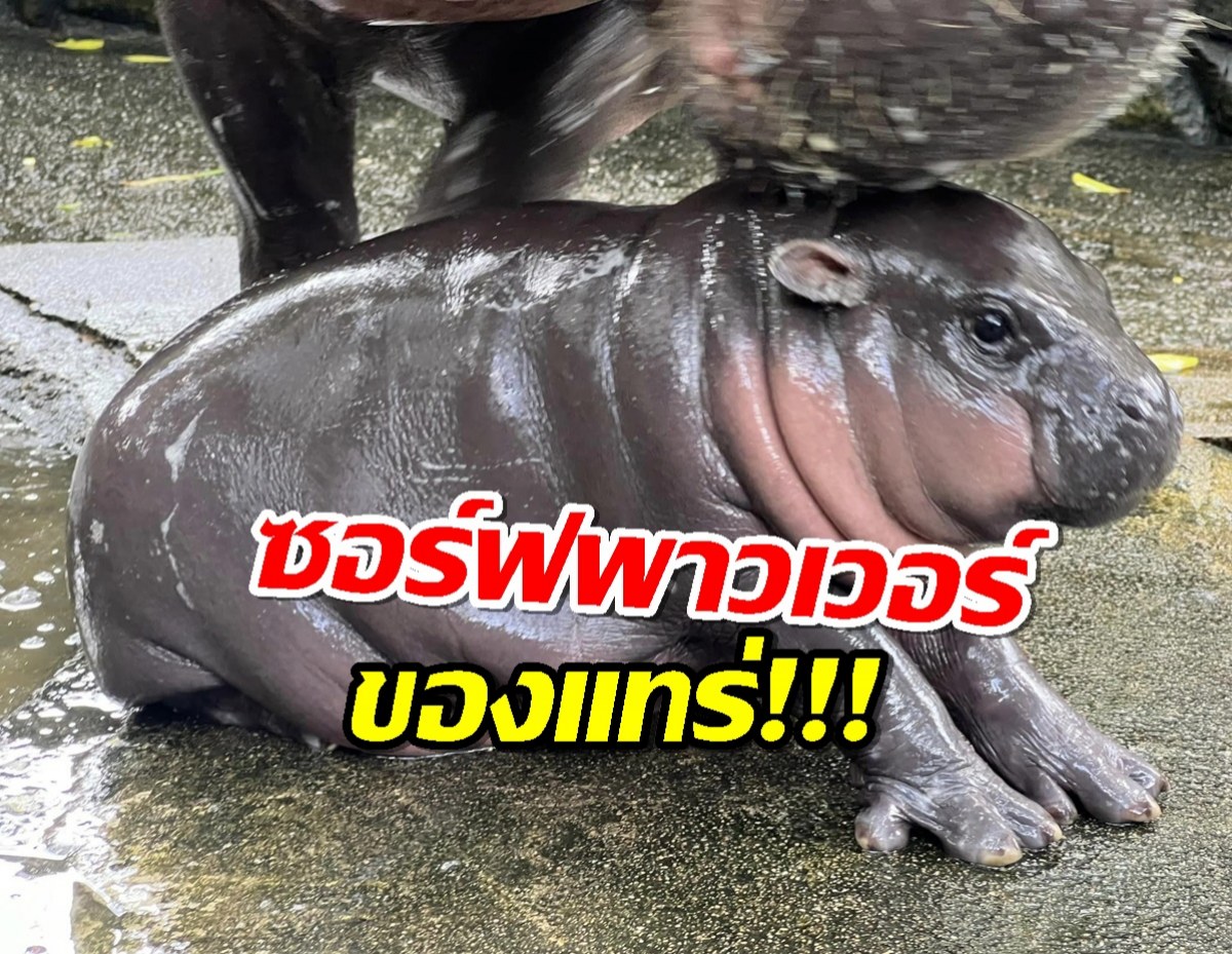 ปรากฏการณ์ หมูเด้ง ฟีเวอร์ วันเดียวนทท.แห่ชมทะลุ 1 หมื่นคน