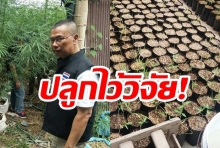 บุกจับ! “แหล่งผลิตน้ำมันกัญชา”  ยึดต้นกล้านับร้อย