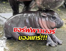 ปรากฏการณ์ หมูเด้ง ฟีเวอร์ วันเดียวนทท.แห่ชมทะลุ 1 หมื่นคน