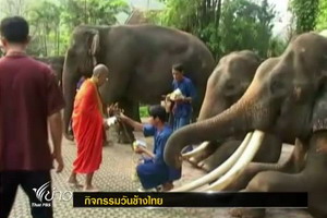 ทั่วประเทศจัดกิจกรรมเนื่องในวันช้างไทย 