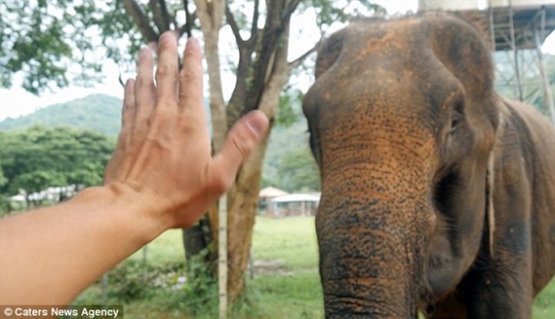 สงสารช้างไทย!!! หนุ่มแคนาดาระดมทุนไถ่ช้างวัย 80 เหตุโดนล่ามโซ่ ใช้งานหนัก