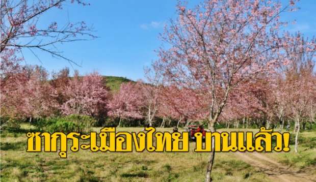 ต้องไป! “ซากุระเมืองไทย” บานสะพรั่ง “ภูลมโล” กลายเป็น “ภูเขาสีชมพู