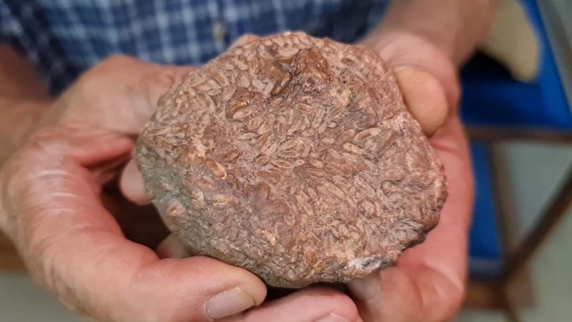 ไขคำตอบ‘เมล็ดข้าว’ในหินพระร่วง อายุ 359-252 ล้านปี