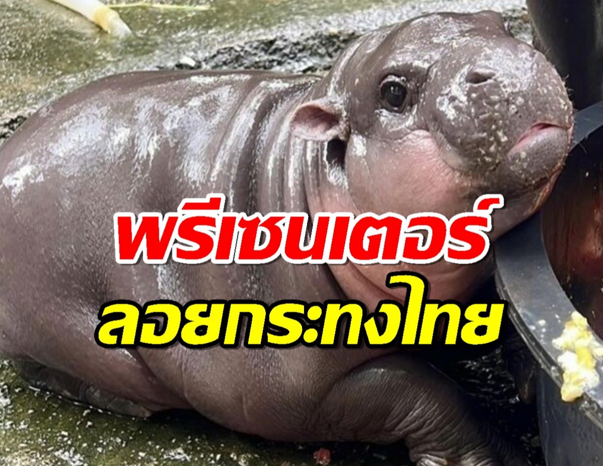 เปิดตัว หมูเด้ง พรีเซ็นเตอร์ลอยกระทงไปทั่วโลก