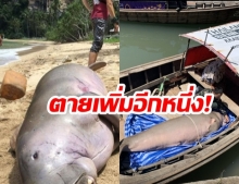 เศร้าเพิ่มอีก “1 ศพ” หลังชาวบ้านพบ “พะยูนตาย” ที่ชายหาดกระบี่