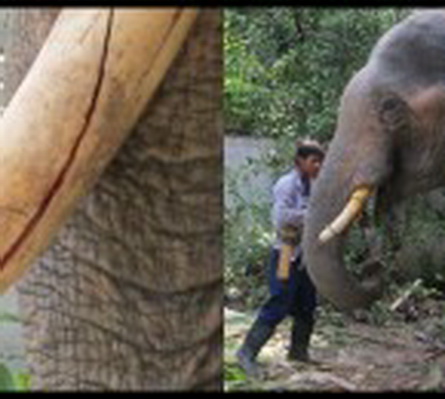 ช้างงาแตกเลือดไหลทะลักแพทย์รุดช่วย