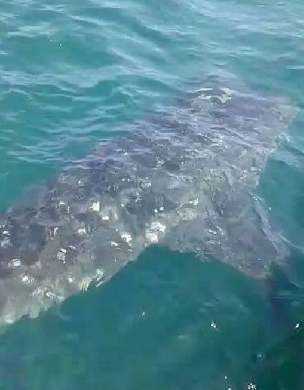 ฮือฮา!! ฉลามวาฬตัวใหญ่ โผล่ในทะเลเกาะล้าน