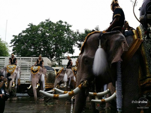 ตระการตา!!ช้างจากอยุธยาแต่งเต็มยศ เข้าถวายสักการะ พระบรมศพ