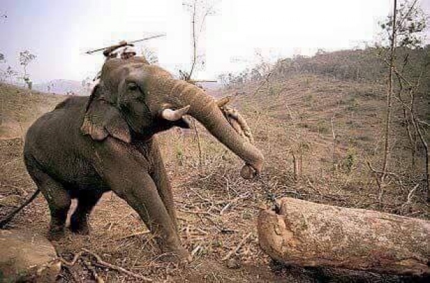 ชีวิตที่น่าสงสารของช้างไทย!!!! ฝรั่ง Amazing ช้างไทยแต่เหมือนคนบางกลุ่มยังไม่เห็นค่าชีวิตพวกมันเลย