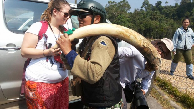 ฟาดฟันกันจนงาหัก ช้างเพศผู้แย่งความเป็นหนึ่ง ณ อุทยานฯ เขาใหญ่  