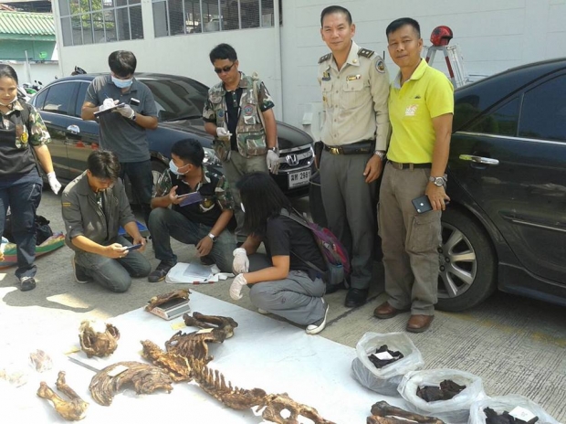 รวบจับ! พรานเวียดนามล่าเสือโคร่งในไทย ตามใบสั่งเครือข่ายลักลอบค้าสัตว์ป่าข้ามชาติ