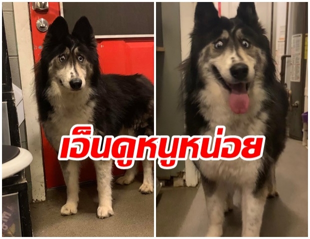 โถน่าสงสาร! หมาไซบีเรียนหาบ้านไม่ได้เพราะ “หน้าตลกแถมตาเหล่”