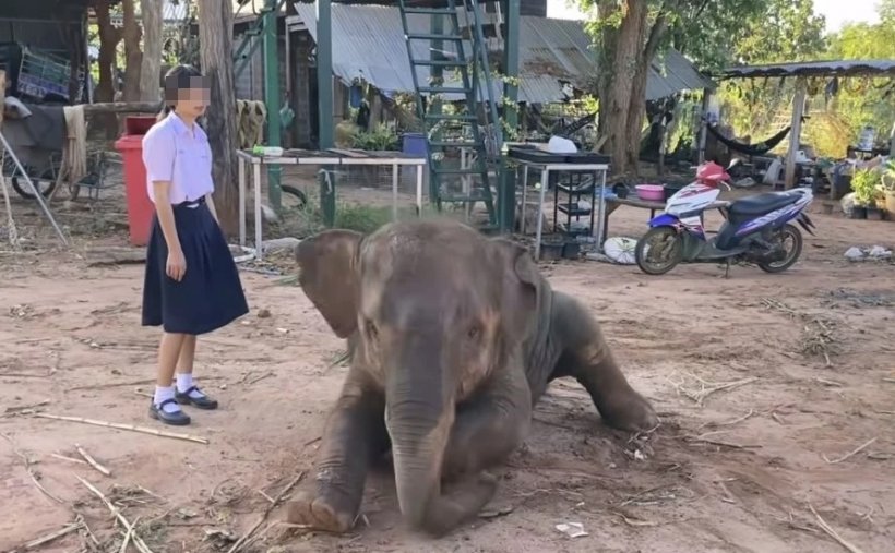 เปิดคลิปสุดท้ายน้องฟิล์มยูทูปเบอร์เจ้าของน้องช้างสุพรรษาก่อนดับปริศนา