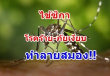 กรมควบคุมโรคเตรียมทำประกาศเตือน“ไข้ซิกา” มียุงลาย เป็นพาหะ