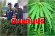 อารมณ์ดีทั้งโรงพัก! ตำรวจบุกไปถอนต้นกัญชา แต่ตอนแถลงข่าวตาแดงเป็นแถวเพราะแบบนี้!!