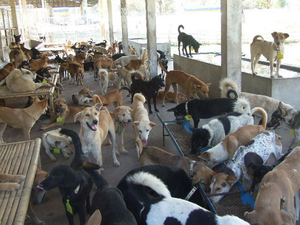 ร้อนจัด!! สุนัขของกลางด่านกักกันบุรีรัมย์ เบื่ออาหาร-ทยอยตายแล้วกว่า700ตัว