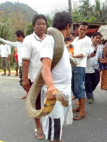 ชาวตรังแตกตื่น งูจงอางยักษ์ ยาว5เมตร พบกลางแหล่งชุมชน