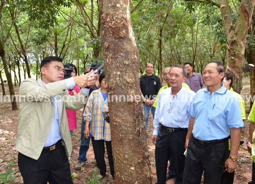 ชาวสวนยางกาฬสินธุ์พอใจรัฐช่วย2,250บ./ไร่