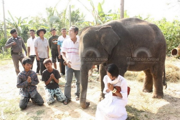 เจ้าของ พลายรุ่งอรุณ ช้างน้อยในคลิป กล่าวขอโทษต่อคนไทยและทั่วโลก 